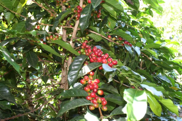 ripe red coffee cherries on tree